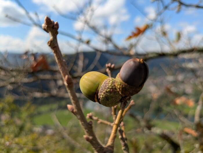 Fente de babre Septembre 2025 OT Doubs Baumois 16