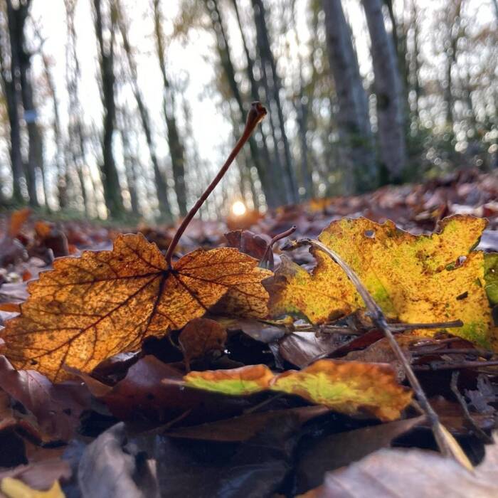 Automne