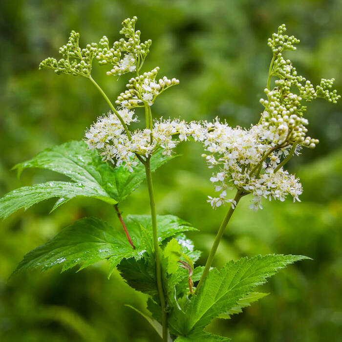 plante de bassin filipendula ulmaria blanc reine des pres pot de 9cm
