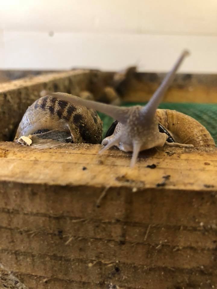 32191857 212930639492764 3410158291622297600 n