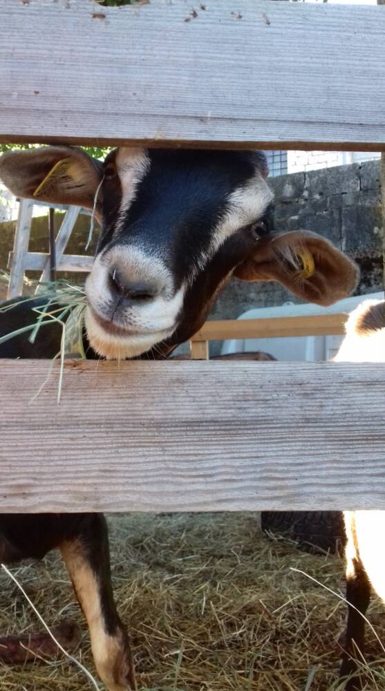 46636044 2237530679852026 5295034290386501632 n