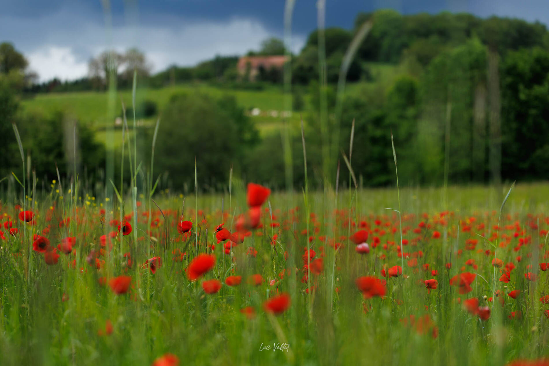 oeil de lync Luc Vallet creux de l alouette Voillans