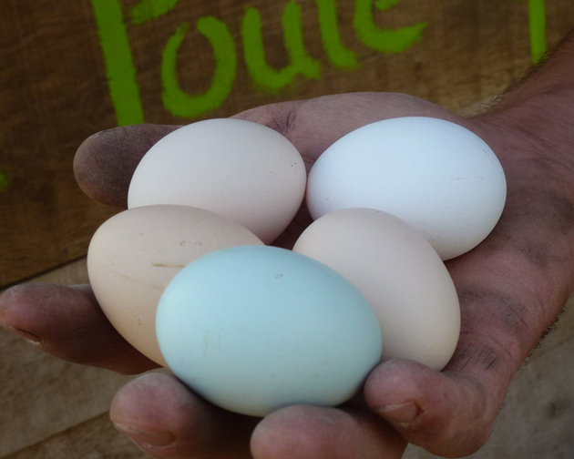 Nos oeufs