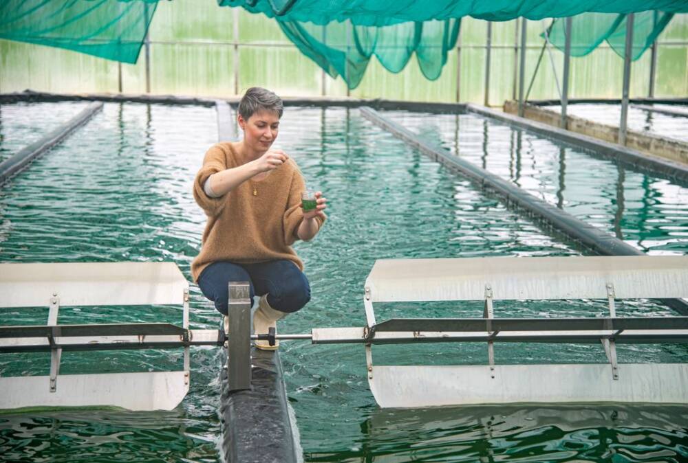 BD - Spiruline du Doubs - Crédit photo Vanessa Liorit