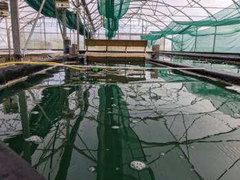 Spiruline du Doubs - 2022 - Crédit OT Doubs Baumois (3)