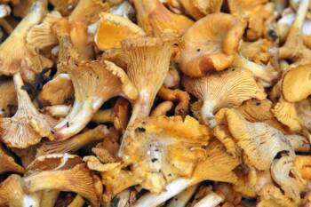 64d4fa5cd7892_girolles