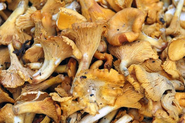 64d4fa5cd7892_girolles