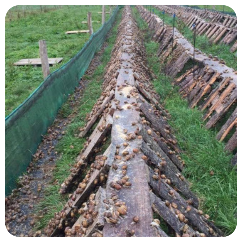 AGENDA - Photos calibrées - 6