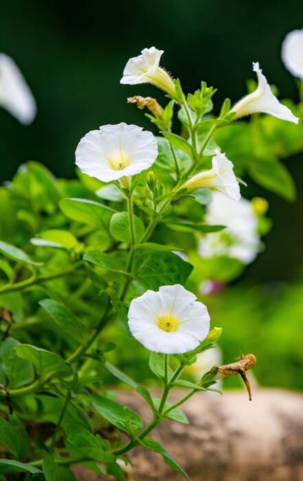 atelier fleurs en cage