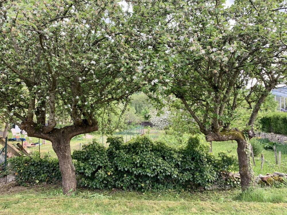 Jardin
