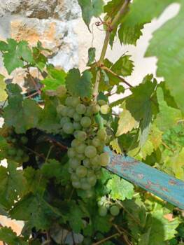 La vigne de la Ferme