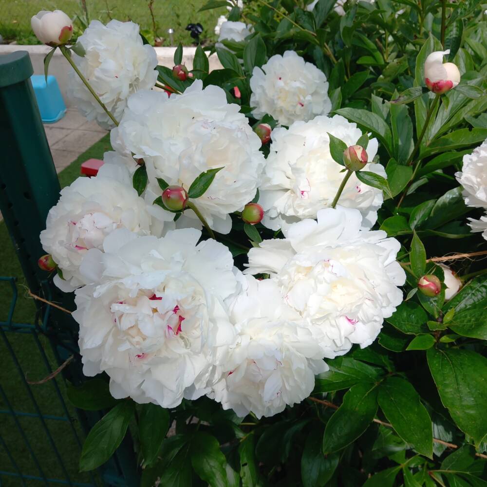 bouquet pivoines