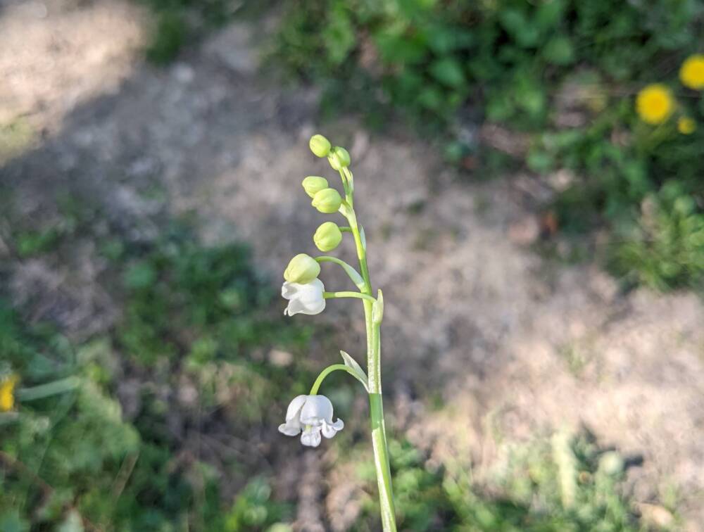 Sentier des dolines - Crédit OT DOUBS BAUMOIS (1) - Copie_4