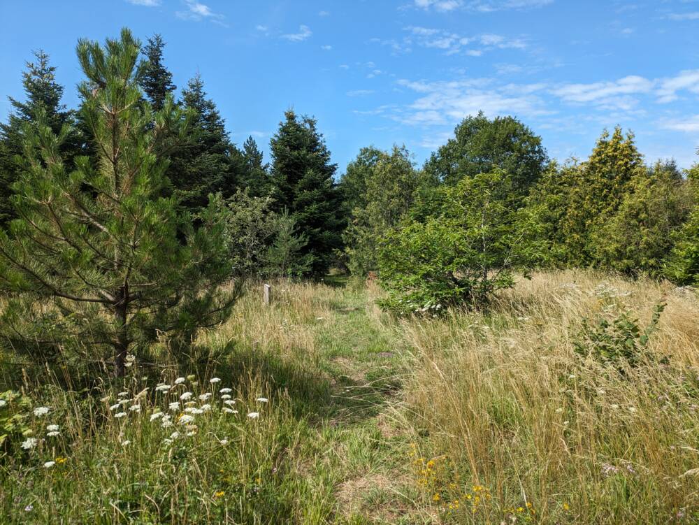 Arboretum - Chemin de la République - Juillet 2023 - Crédit OT Doubs Baumois (1)