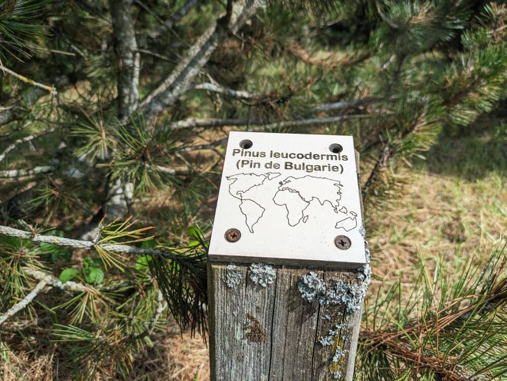 Arboretum - Chemin de la République - Juillet 2023 - Crédit OT Doubs Baumois (35)