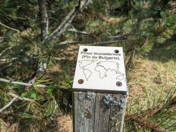 Arboretum - Chemin de la République - Juillet 2023 - Crédit OT Doubs Baumois (35)