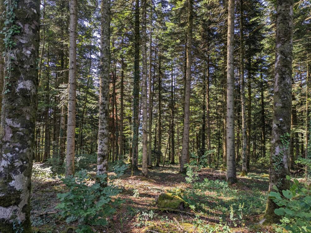 Arboretum - Chemin de la République - Juillet 2023 - Crédit OT Doubs Baumois (22)_5