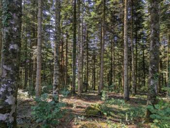 Arboretum - Chemin de la République - Juillet 2023 - Crédit OT Doubs Baumois (22)_5