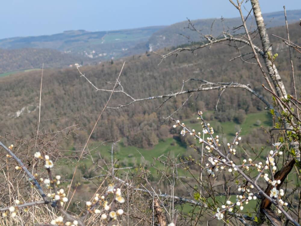 Mont de Guillon - Avril 2026 - OT Doubs Baumois (22)