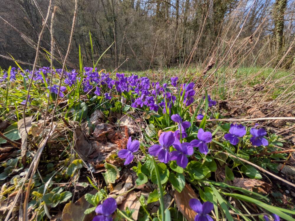 Mont de Guillon - Avril 2026 - OT Doubs Baumois (3)