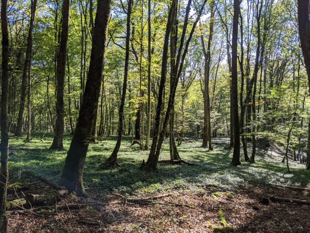 Châtard - Octobre 2021 - Lisa Rousseau - Crédit OT DOUBS BAUMOIS (5)_4