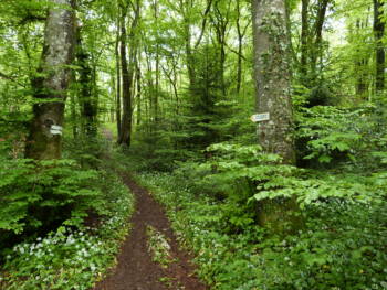 Rechandet- Juin 2016 - Crédit chantal Meyer (63)_5