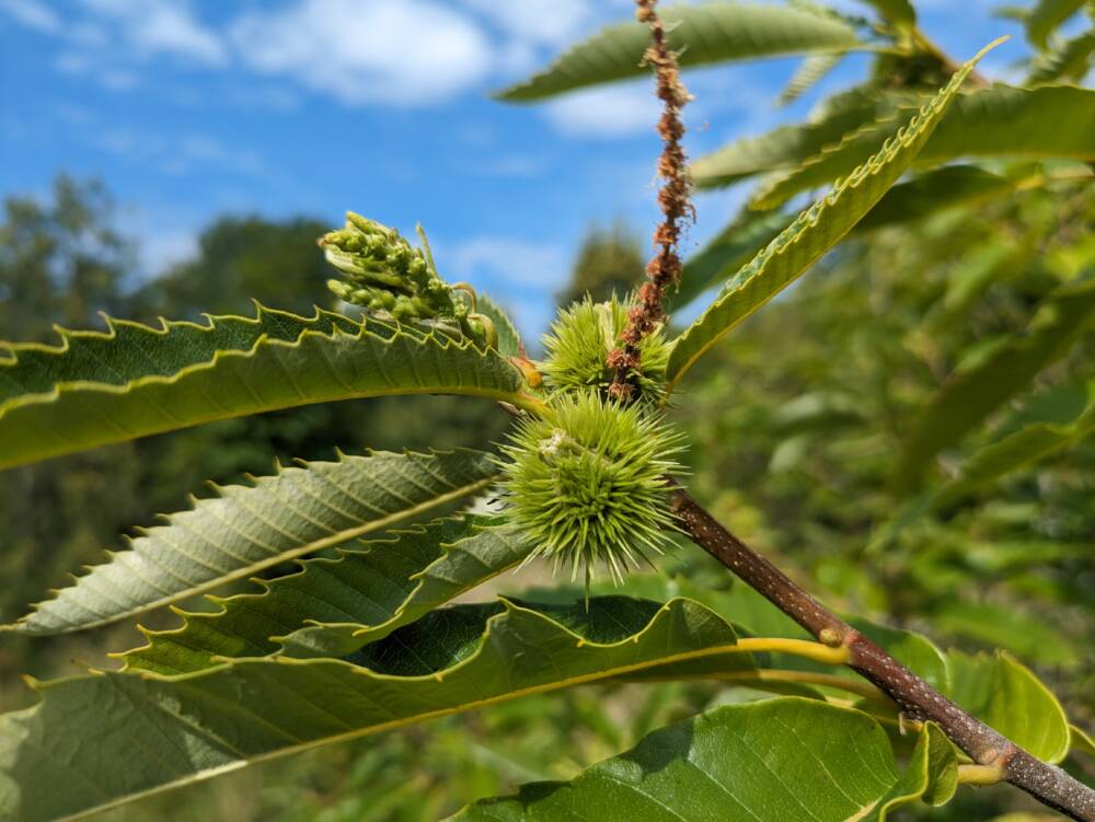 Arboretum - Chemin de la République - Juillet 2023 - Crédit OT Doubs Baumois (2)
