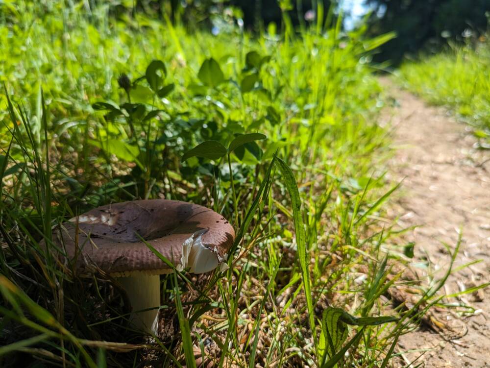 Arboretum - Chemin de la République - Juillet 2023 - Crédit OT Doubs Baumois (21)