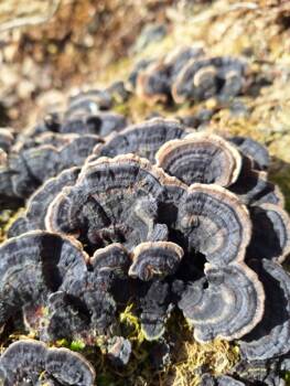 Découverte des champignons