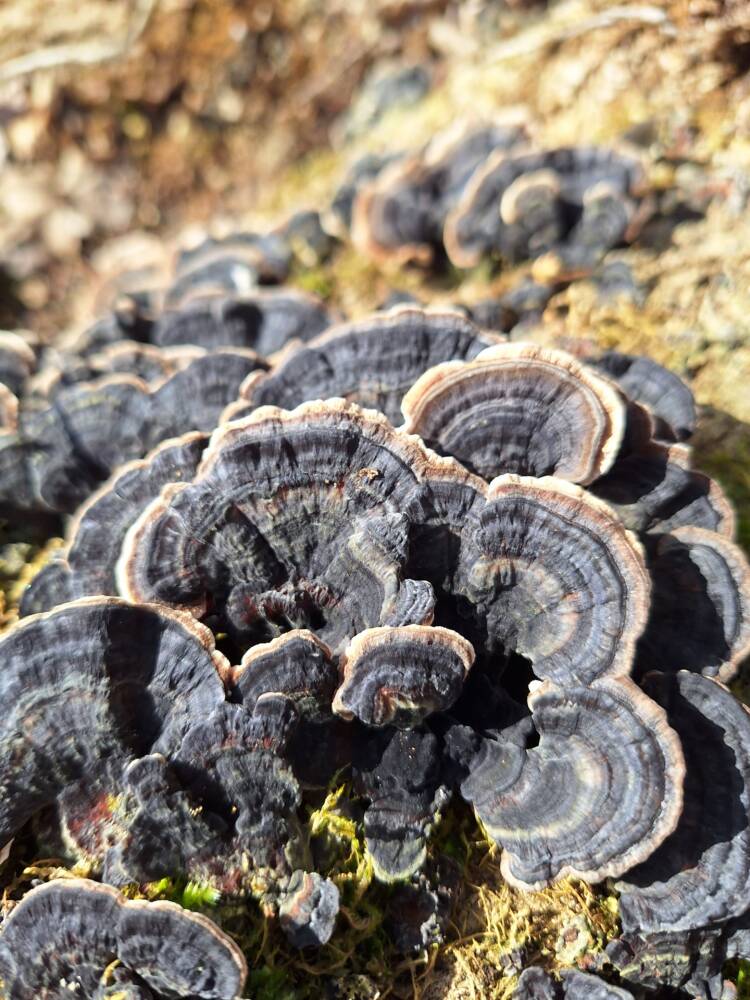 Découverte des champignons