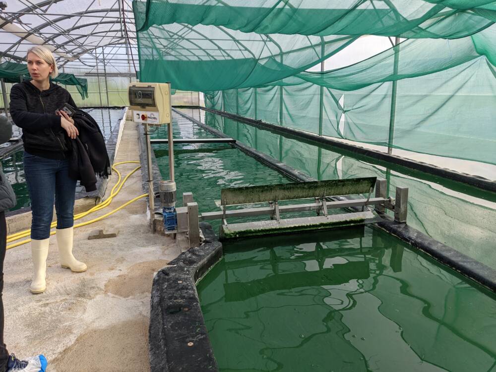 Spiruline du Doubs