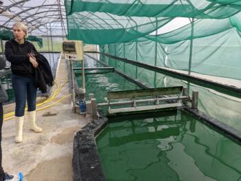 Spiruline du Doubs