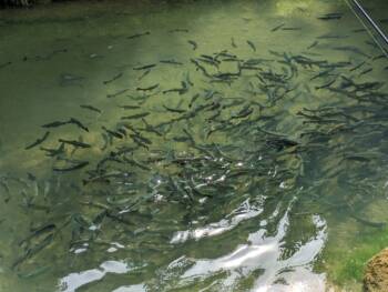 Pisciculture Bouhelier - Août 2023 - Crédit OT DOUBS BAUMOIS (8)