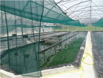SPIRULINE DU DOUBS_1