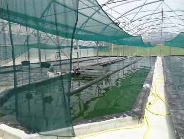SPIRULINE DU DOUBS_1